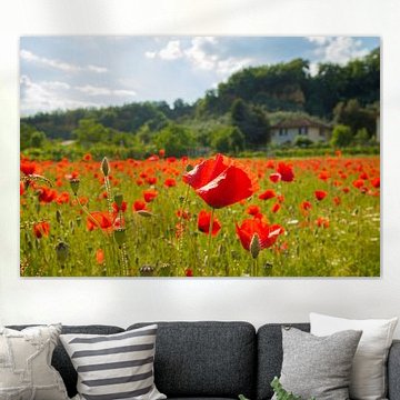 Tuscan poppy field by Natascha Teubl
