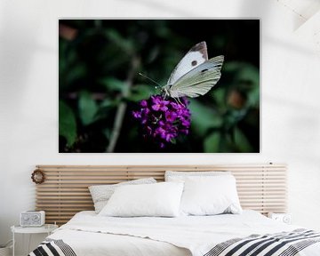 Grand charbon blanc sur un buisson de papillon sur Ricardo Bouman Photographie