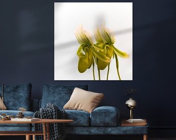Flower Orchidea Quartet by Greetje van Son