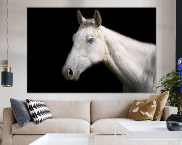 Weißes Pferd auf schwarzem Hintergrund von Jan Brons