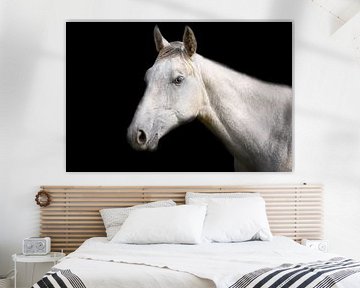 Weißes Pferd auf schwarzem Hintergrund