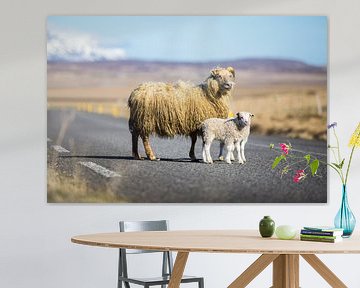 IJslandse schapen op de weg