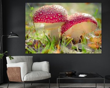 Amanita Muscaria by Jan Decoster