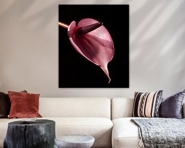 Anthurium sur Jonathan Kremer