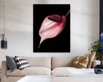 Anthurium 2 sur Jonathan Kremer