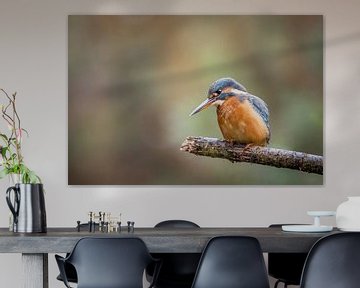 Kingfisher by Gonnie van de Schans