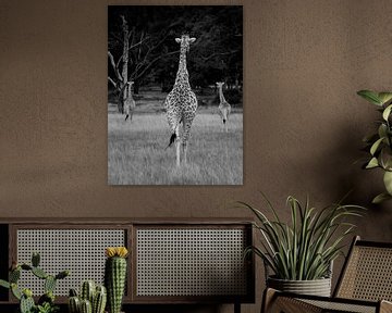 Slanke giraffen