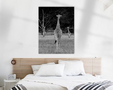 slender giraffes
