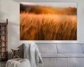 Grain field at sunset by Paul Oosterlaak