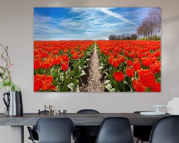 Veld met pad tussen rode tulpen en blauwe lucht van Ben Schonewille