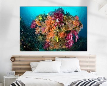 Explosion de couleurs sur le récif sur Filip Staes