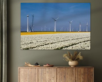 Field of white and yellow tulips