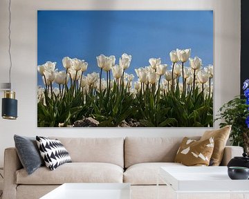 White tulips