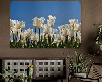 Witte tulpen tegen blauwe lucht van Ad Jekel