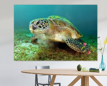 Grüne Meeresschildkröte von Filip Staes