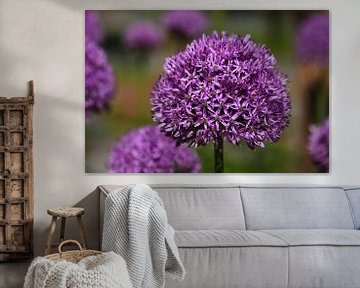 Allium