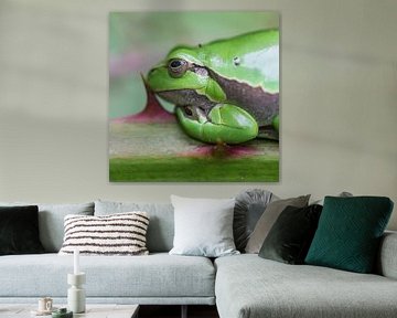 Nature | Treefrog portret sur Servan Ott