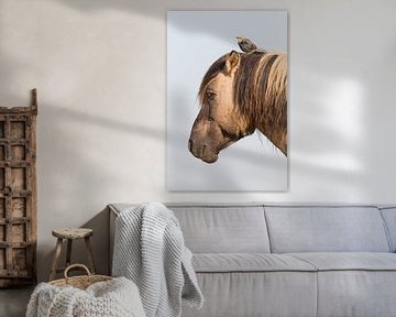 Paarden | Konikpaard en jonge spreeuw - Oostvaardersplassen  von Servan Ott
