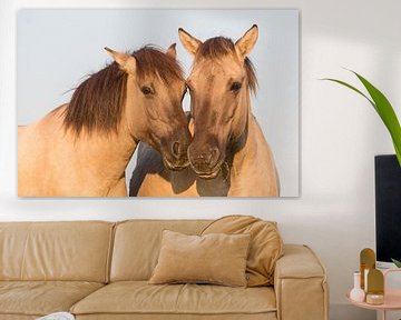 Paarden | Konikpaarden portret van Servan Ott