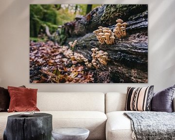 Paddestoelen aan boomstam van Fotografiecor .nl