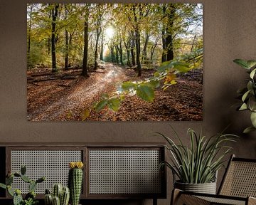 Herbstlandschaft Veluwe bei Garderen von Fotografiecor .nl
