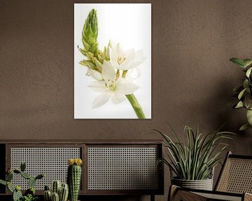 Südliche Windlilie / Ornithogalum thyrsoides von Tanja van Beuningen