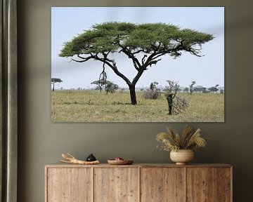Luipaard in boom op Serengeti by Maurits Kuiper