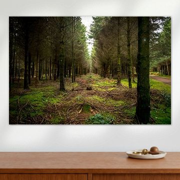 Het bos van de vrijheid