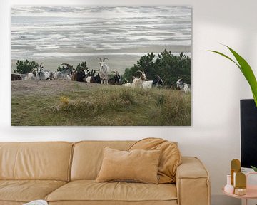 Geiten in de duinen van het eiland Terschelling van Tonko Oosterink