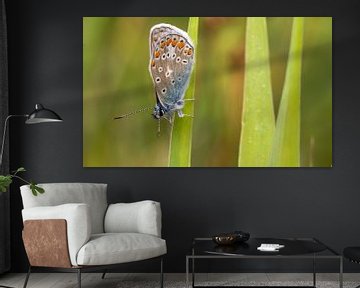 Icarus blauwtje op Texel / Common blue on Texel by Justin Sinner Pictures ( Fotograaf op Texel)