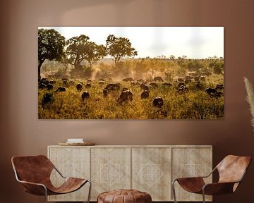 Cape Buffalo - Syncerus caffer von Rob Smit