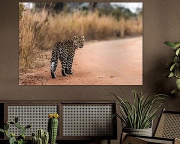  léopard - Panthera pardus sur Rob Smit