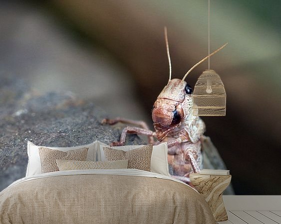 Aperçu de la chambre