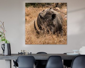 Neushoorn - Rhinoceros