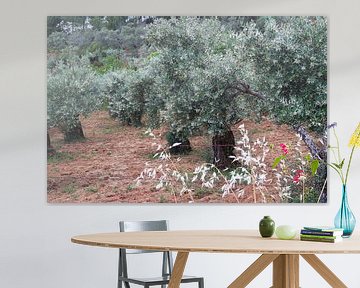 Olivenbäume mit Frühlingsblüte von Inge Hogenbijl
