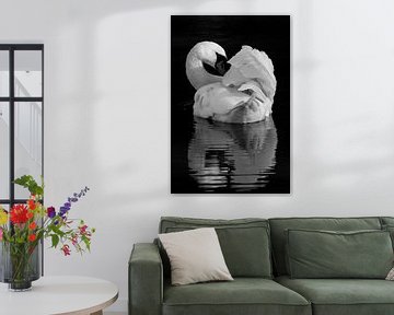 Birds | Black and white animals - Mute swan, Oostvaardersplassen by Servan Ott