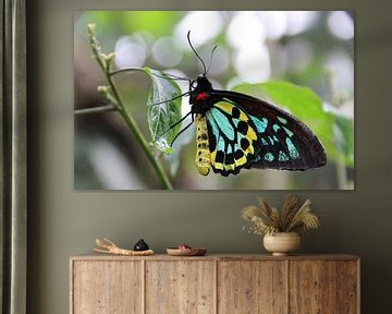 Vogelvlinder van Wilma Overwijn