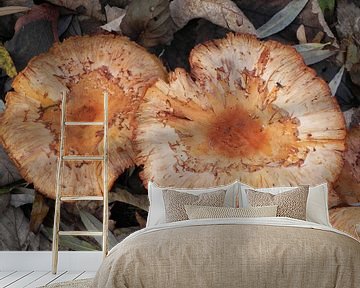 Zwammen Mushroom paddenstoel van Ingrid Van Maurik