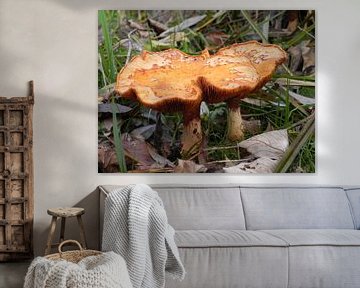 mushroom paddenstoelen in het bos van Ingrid Van Maurik