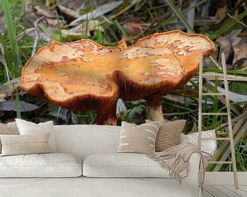 mushroom paddenstoelen in het bos van Ingrid Van Maurik
