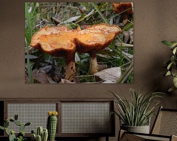 mushroom paddenstoelen in het bos van Ingrid Van Maurik