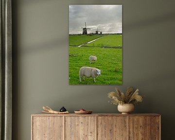 Grazende schapen bij molens in Stompwijk van Remco Swiers