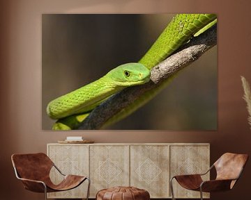 Eastern green mamba sur Frank Heinen