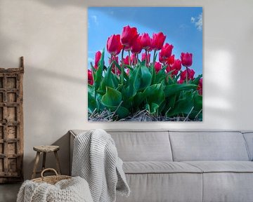 Tulipes rouges sur Martyn Buter