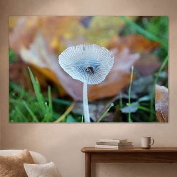 Hazenpootje in de herfst. Gorinchem