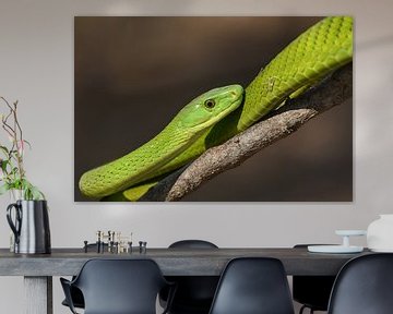 Groene slangenpracht