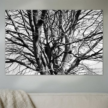 Boomtakken in de winter