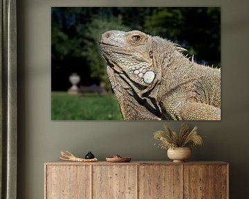 Grüner Leguan - Iguana iguana van Ingo Rasch