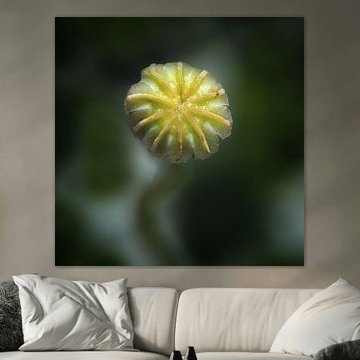 After the blooming is done