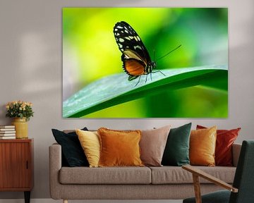 Kleurrijke vlinder van Peter Relyveld